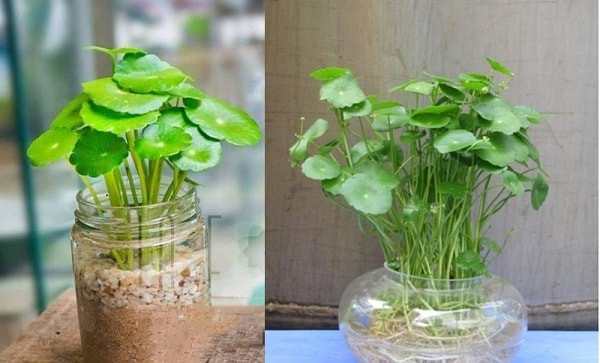 Tuổi Tỵ: Vận kim tiền của người tuổi Tỵ rất tốt, chỉ là không biết nắm bắt cơ hội và quá do dự nên bỏ lỡ nhiều thời cơ phát tài. Người tuổi Mão trong năm Tân Sửu có thể đặt ở cửa sổ chậu cỏ đồng tiền (rau má cảnh), như vậy có thể nâng cao tài vận. 