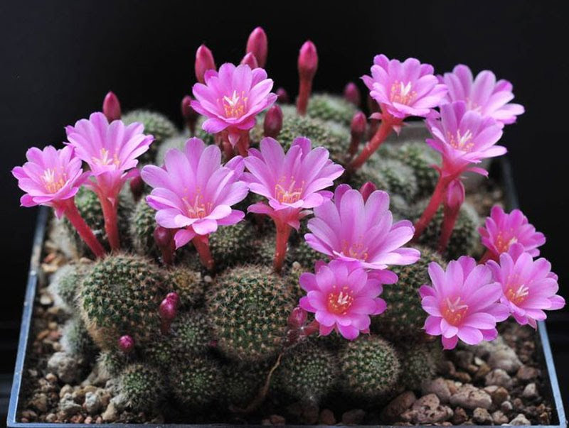 Tuổi Thìn: Tài vận của người tuổi Thìn rất vượng, cho dù có làm việc gì thì tiền cũng rủng rỉnh trong túi, nhưng do tiểu nhân xung quanh phá rối nên việc kiếm tiền thường gặp khó khăn. Năm 2021, người tuổi Sửu có thể đặt ở hướng tây bắc phòng khách cây xương rồng để hóa giải hạn “tiểu nhân” và trồng cây Vạn Niên Thanh ở phía Đông nam để vượng tài vận. 