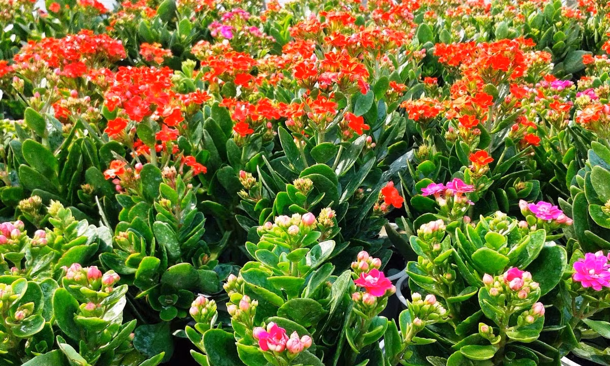 Tuổi Hợi: Người tuổi Hợi có số mệnh bẩm sinh tốt đẹp, cuộc sống sung túc âm no nhưng lại hay phung phí tiền bạc vào những thứ xa xỉ. Người tuổi Hợi trong năm Tân Sửu 2021, có thể đặt trong phòng làm việc một chậu cây sống đời, như vậy sẽ giúp cho con giáp này lý trí hơn khi tiêu tiền mà không tiêu xài hoang phí nữa. (Bài viết chỉ mang tính tham khảo, cung cấp nội dung trắc nghiệm vui cho bạn đọc).