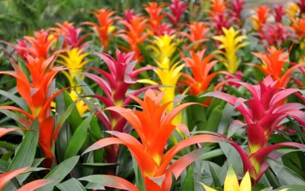 Tuổi Sửu: Người tuổi Sửu chịu khó, cần cù, quá thành thực, tương đối bảo thủ nên số tiền kiếm được không nhiều. Năm 2021, con giáp này nên đặt trong phòng làm việc một chậu cây dứa cảnh nến, như vậy sẽ có ích cho việc kiếm tiền nhanh hơn của người tuổi Sửu.