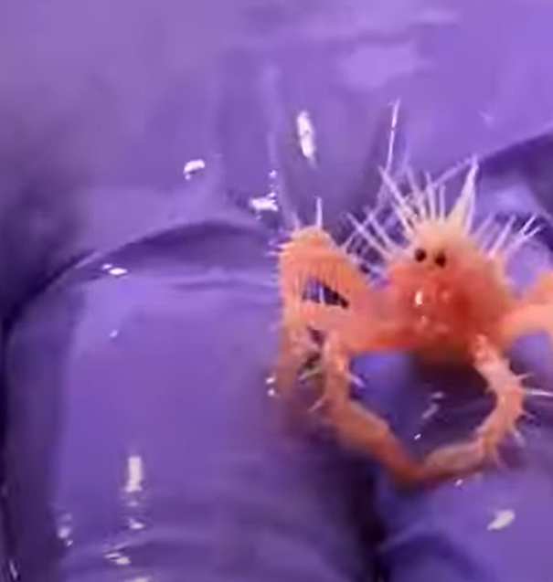 Vì vậy, con cua dễ thương trong video này vẫn còn rất nhỏ, chỉ rộng bằng một ngón tay. Rõ ràng, nó vẫn cần phải phát triển “mái tóc gai” kỳ lạ của mình nhiều hơn thế nữa. Ảnh: @NOAA Fisheries.