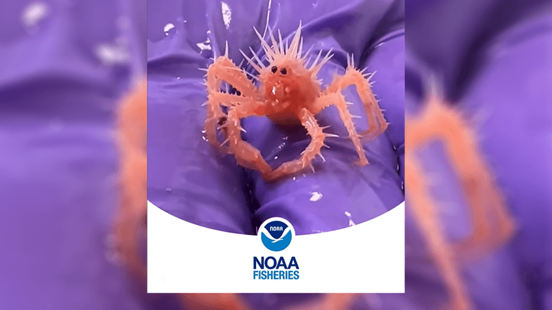 Cơ quan Thủy sản NOAA Fisheries, thuộc Cục Quản lý Khí quyển và Đại dương Quốc gia Mỹ, đã chia sẻ video về một chú cua con nhỏ xíu. Cơ thể nó phủ đầy gai, khuôn mặt ngơ ngác, nằm trong lòng bàn tay nhà khoa học. Ảnh: @NOAA Fisheries.