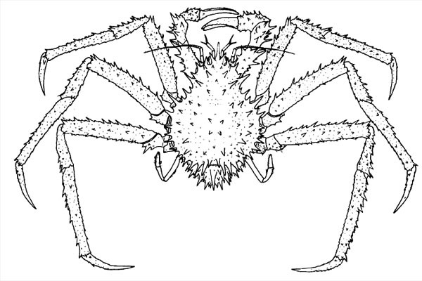 Sinh vật này thường sống ở độ sâu từ 200 đến 1.900 mét dưới biển. Nó sẽ phát triển tới 12 cm từ đầu đến thân sau khi trưởng thành (chưa tính chân). Ảnh: @Google.