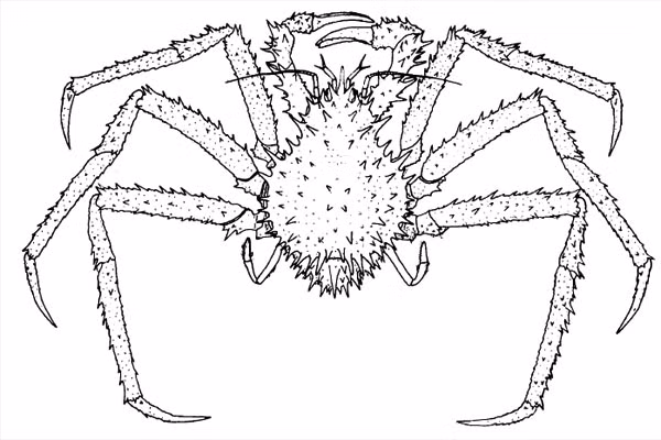 Sinh vật này thường sống ở độ sâu từ 200 đến 1.900 mét dưới biển. Nó sẽ phát triển tới 12 cm từ đầu đến thân sau khi trưởng thành (chưa tính chân). Ảnh: @Google.