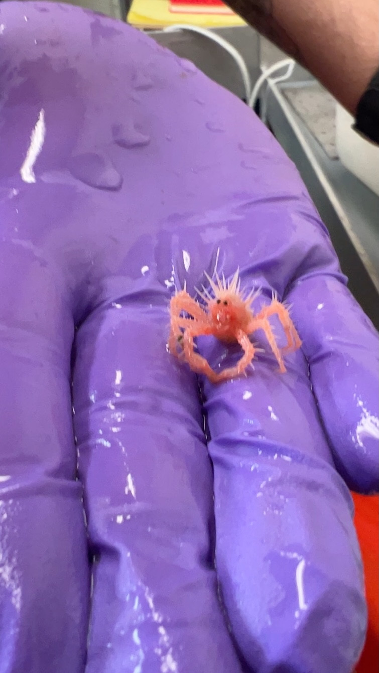 "Đây là loài cua dễ thương nhất, nhọn nhất và nhỏ nhất trên thế giới!”, Cơ quan NOAA Fisheries cho biết trong phần chú thích video, được đăng tải trên mạng xã hội X. Ảnh: @NOAA Fisheries.