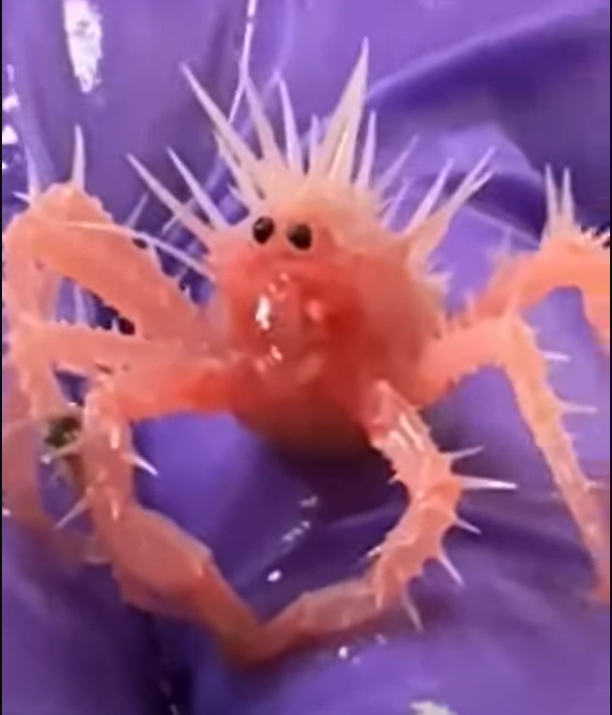 Như có thể thấy trong video, con cua này có lớp vỏ mai cứng cáp, nhiều gai đặc trưng giống cua hoàng đế, đặc điểm này giúp nó tránh bị các sinh vật biển sâu khác săn bắt. Ảnh: @NOAA Fisheries.