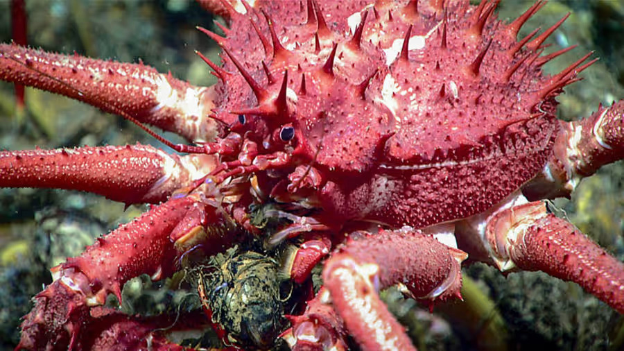 Thực tế, sinh vật nhỏ bé này là một con cua con thuộc loài Neolithodes agassizii còn rất non, nó cũng thuộc một chủng loại của cua hoàng đế. Ảnh: @NOAA Fisheries.