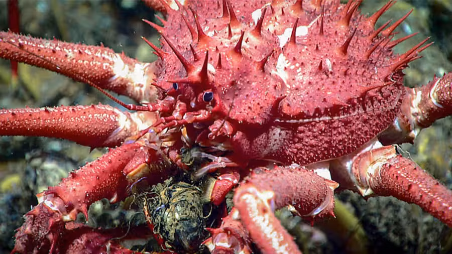 Thực tế, sinh vật nhỏ bé này là một con cua con thuộc loài Neolithodes agassizii còn rất non, nó cũng thuộc một chủng loại của cua hoàng đế. Ảnh: @NOAA Fisheries.