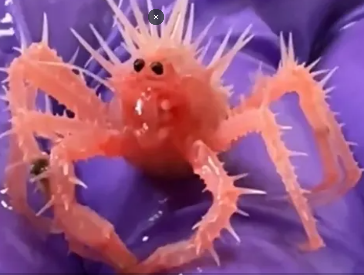 Con cua non ngơ ngác này được phát hiện trong một đợt thu thập các mẫu san hô ở vùng biển sâu để nuôi, và nhân giống trong phòng thí nghiệm ngay tại Vịnh Mexico”, Cơ quan Thủy sản NOAA Fisheries giải thích trên X. Ảnh: @NOAA Fisheries.