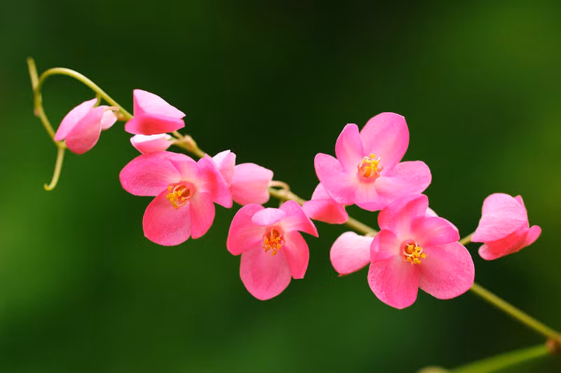 Ngay sau đó, bài thơ Hai sắc hoa tigon chính thức ra mắt văn đàn trên tờ Tiểu thuyết Thứ bảy số 179 (ra ngày 23/09/1937) và trở thành một hiện tượng văn chương độc đáo. Bài thơ không chỉ là nỗi niềm của người con gái với “người ấy” mà còn thể hiện một cách viết mới mẻ, đầy sáng tạo.