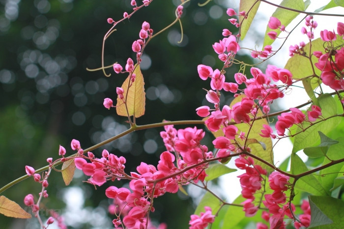 Ngoài Hai sắc hoa tigon, toà soạn báo Tiểu thuyết Thứ bảy còn nhận được thêm 2 bài thơ nữa ký tên T.T.Kh gồm: Bài Thơ Thứ Nhất (số 182, ra ngày 20/11/1937) và Bài Thơ Cuối Cùng (số 217, ra ngày 30/10/1938). Ngoài ra, còn một bài thơ khác là bài thơ Đan Áo Cho Chồng cũng ký tên T.T.Kh, nhưng được đăng trên tờ Phụ Nữ Thời Đàm (1938).