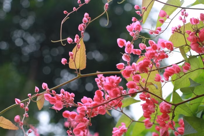 Ngoài Hai sắc hoa tigon, toà soạn báo Tiểu thuyết Thứ bảy còn nhận được thêm 2 bài thơ nữa ký tên T.T.Kh gồm: Bài Thơ Thứ Nhất (số 182, ra ngày 20/11/1937) và Bài Thơ Cuối Cùng (số 217, ra ngày 30/10/1938). Ngoài ra, còn một bài thơ khác là bài thơ Đan Áo Cho Chồng cũng ký tên T.T.Kh, nhưng được đăng trên tờ Phụ Nữ Thời Đàm (1938).