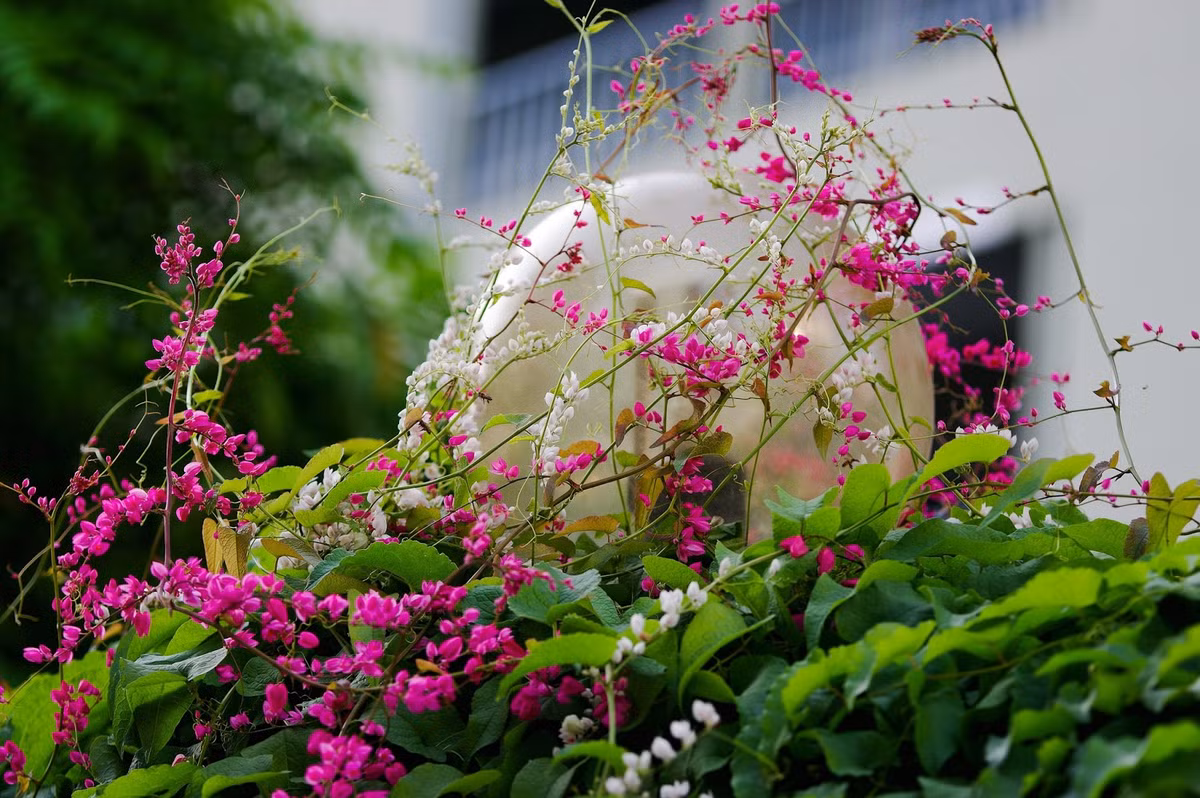 So phan tro treu it nguoi biet cua tuyet pham Hai sac hoa tigon-Hinh-2