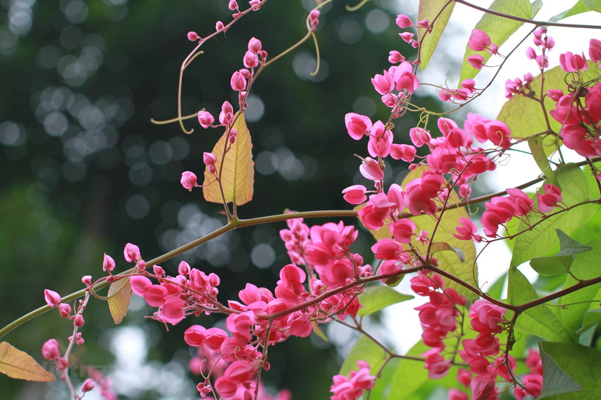 So phan tro treu it nguoi biet cua tuyet pham Hai sac hoa tigon-Hinh-3