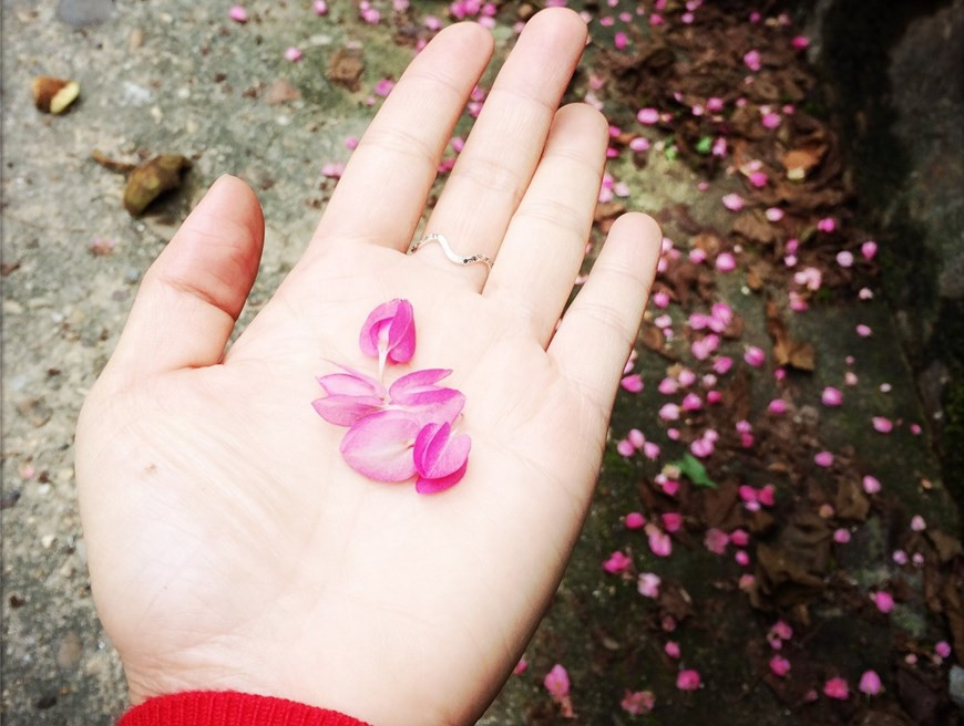 So phan tro treu it nguoi biet cua tuyet pham Hai sac hoa tigon