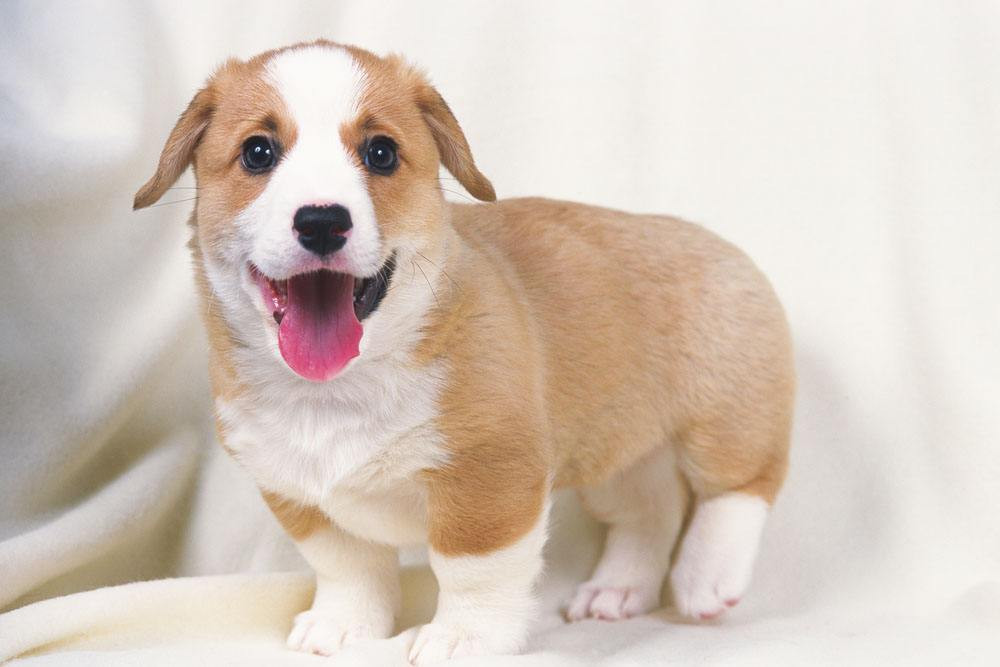 Người tuổi Tuất có tư duy nhanh nhạy, có tầm nhìn xa, có chí tiến thủ, rất năng động, không thích ngồi im một chỗ mà muốn vận động tự kiếm tìm cơ hội cho bản thân.