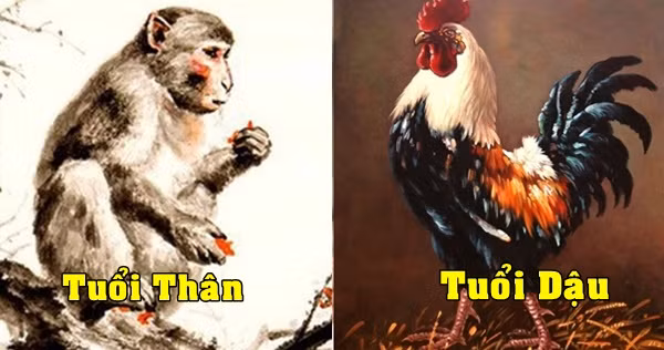 Cặp đôi Thân, Dậu: người tuổi Thân thông minh, nhanh nhẹn, người tuổi Dậu nhiệt tình. Sự kết hợp của cặp đôi này có thể nói là “ quý khí phi phàm”. 