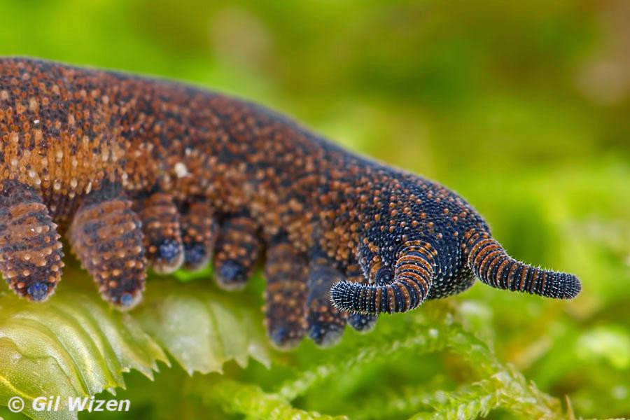 Giun nhung New Zealand là động vật không xương sống có chiều dài từ 2 đến 8 cm. Chúng trông hơi giống sâu bướm và có các cặp chân ngắn dọc theo chiều dài cơ thể. Ảnh: @Gil Wizen.