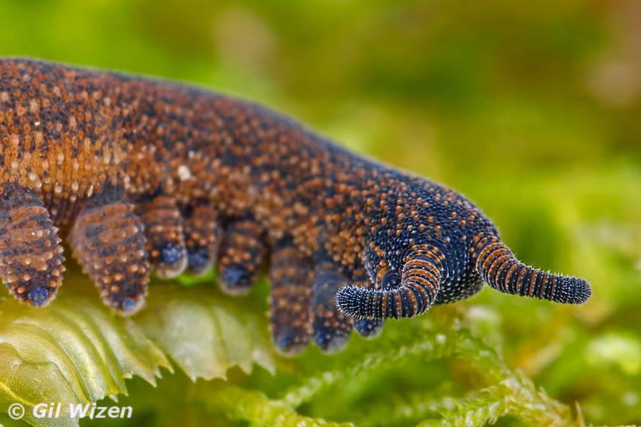 Giun nhung New Zealand là động vật không xương sống có chiều dài từ 2 đến 8 cm. Chúng trông hơi giống sâu bướm và có các cặp chân ngắn dọc theo chiều dài cơ thể. Ảnh: @Gil Wizen.