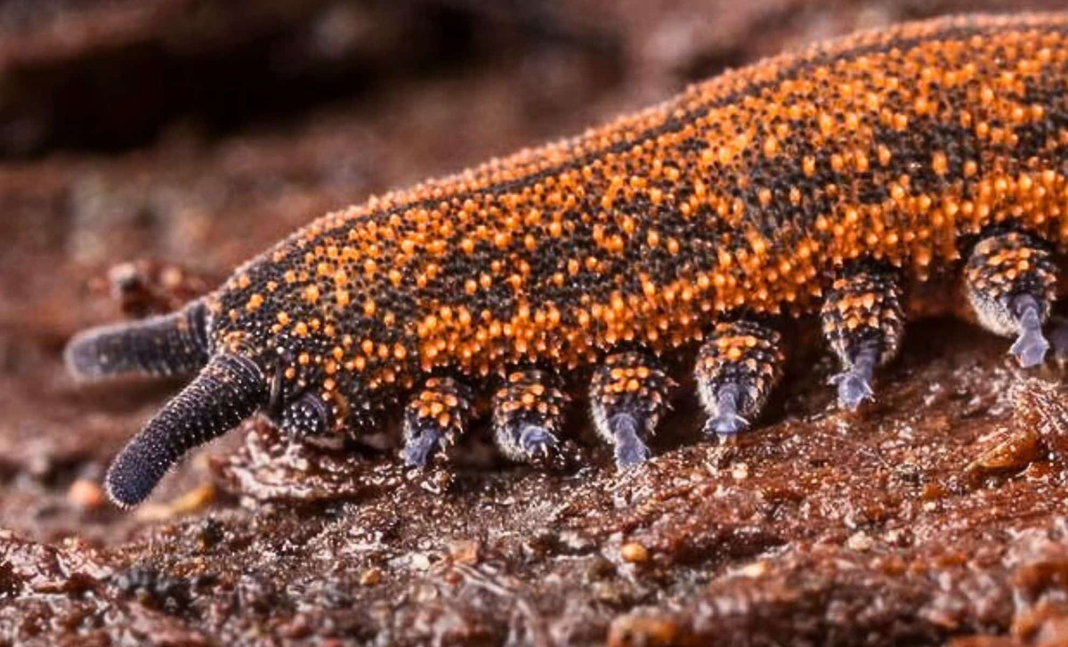 Khi gặp một con mồi tiềm năng, giun nhung New Zealand sẽ phun ra một chất nhờn cực dính từ các bộ phận nhỏ nhô ra ở gần miệng để bẫy con mồi. Ảnh: @The Daily Galaxy. 