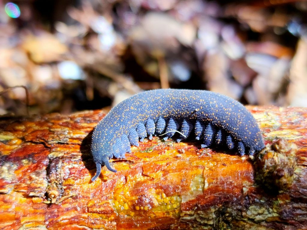 Chúng được tìm thấy ở hầu hết các vùng rừng rậm của New Zealand, nhưng chúng cũng ẩn núp trong các mảng còn sót lại của bụi rậm và các khu vườn. Chúng cũng thỉnh thoảng được tìm thấy ở đồng cỏ, núi cao và các địa điểm công viên thành phố. Ảnh: @Predator Free NZ Trust.