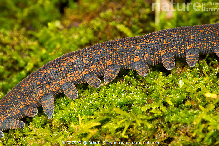 Con vật nổi bật với cơ thể nhung nhúc đốm cam. Người ta cho rằng, chúng sống khoảng 5 năm. Ảnh: @naturepl.
