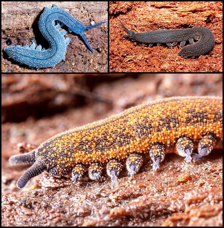 Giun nhung New Zealand ẩn náu sâu bên trong những khúc gỗ mục nát và dưới lá cây, mảnh vụn vào ban ngày, nhưng lại ra ngoài vào ban đêm để săn những động vật không xương sống khác, bằng những tia chất lỏng dính. Ảnh: @New Zealand: History &amp; Natural History.