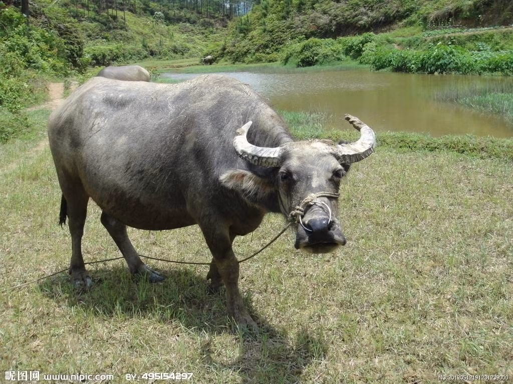 Cũng theo dự đoán cho 12 con giáp, người tuổi Sửu cần có sự phòng bị trong công việc, tránh để người khác lợi dụng, tranh công. Chuyện tình cảm lưu ý sự xuất hiện của kẻ thứ ba. Tài vận bình thường, không có sự đột phá nào về thu nhập. Sức khỏe chú ý chứng đau đầu. Con số may mắn: 5, 0. Màu sắc may mắn: màu vàng. Hướng may mắn: hướng Tây Nam. 