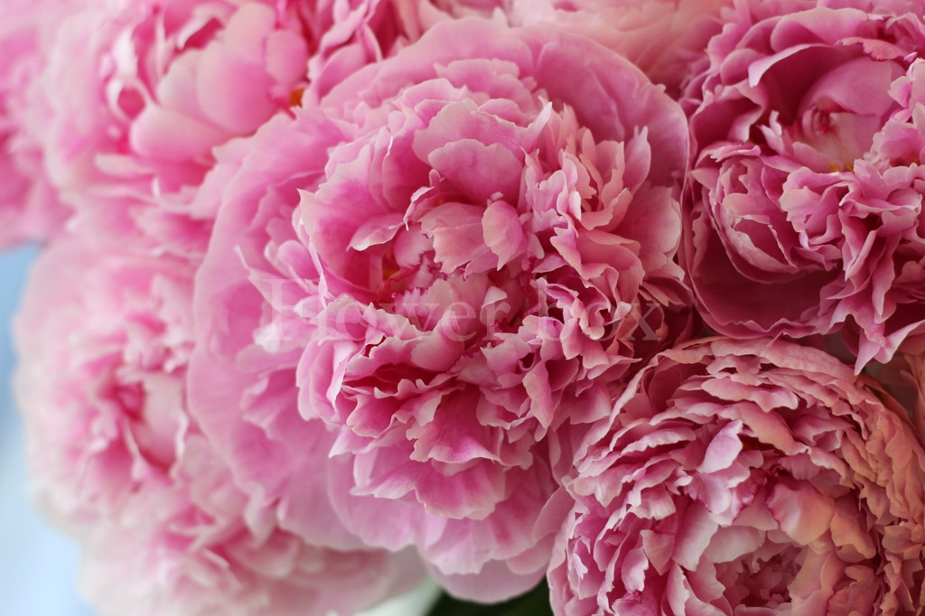 Bảng vàng may mắn trong tuần: Sự nghiệp vượng nhất: tuổi Dậu. Tài vận phát nhất: tuổi Thân. Vận đào hoa sáng nhất: tuổi Thìn. Ảnh:blog.flowerbox.com.vn