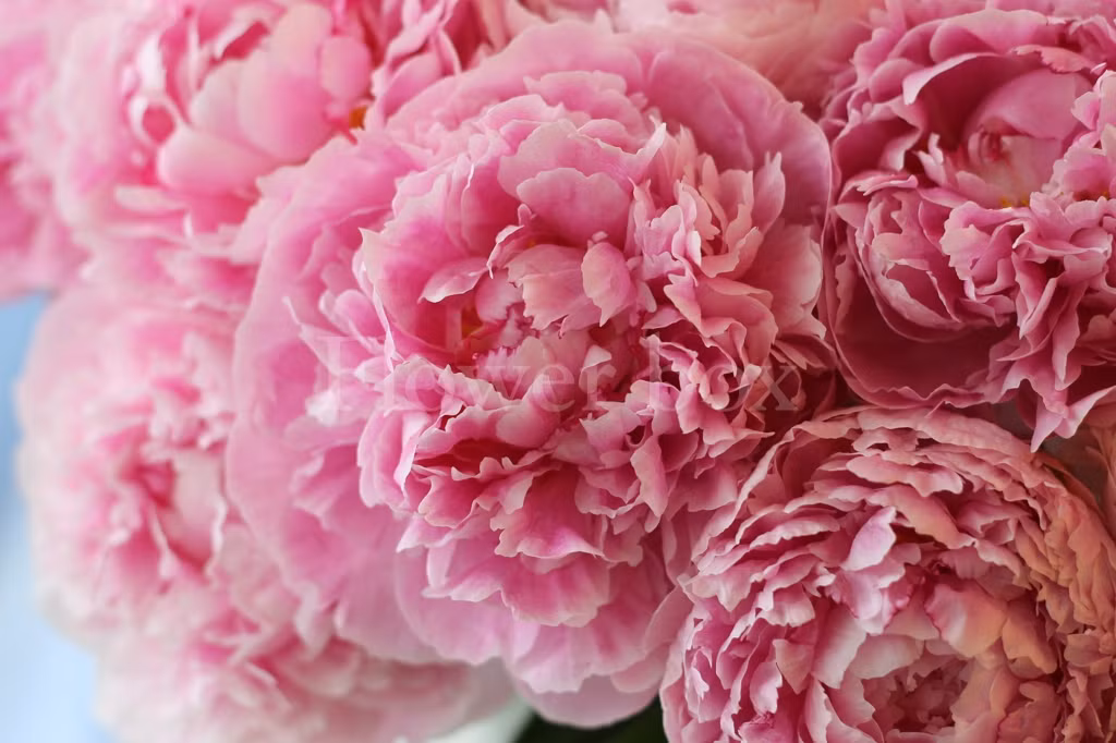 Bảng vàng may mắn trong tuần: Sự nghiệp vượng nhất: tuổi Dậu. Tài vận phát nhất: tuổi Thân. Vận đào hoa sáng nhất: tuổi Thìn. Ảnh:blog.flowerbox.com.vn