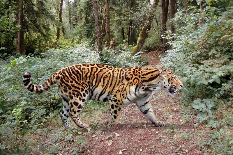 Tuổi Dần đừng trốn tránh trách nhiệm, hãy dũng cảm đối mặt. Chỉ cần con giáp dành thời gian bình tĩnh lại, sẽ giải quyết được vấn đề. Cơn mưa tài lộc ập đến, con giáp có cơ hội "trúng quả" lớn.