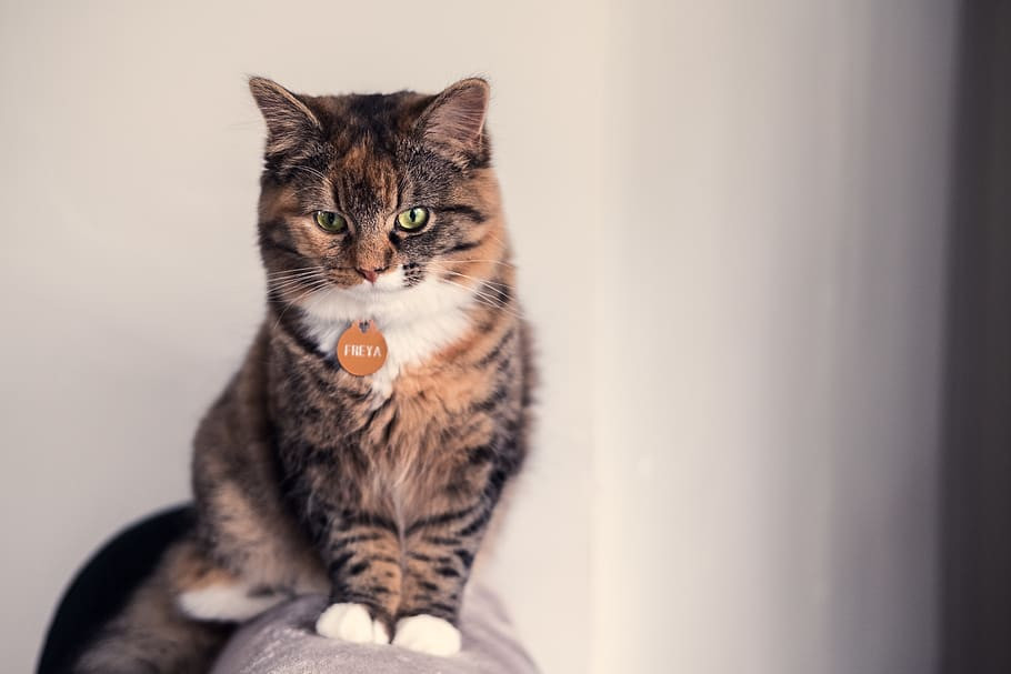 Tuổi Mão hôm nay giải quyết được hiểu lầm, mối quan hệ với đồng nghiệp và cấp trên thuận lợi hơn. Con giáp biết chớp lấy thời cơ kinh doanh, thu nhập rủng rỉnh.