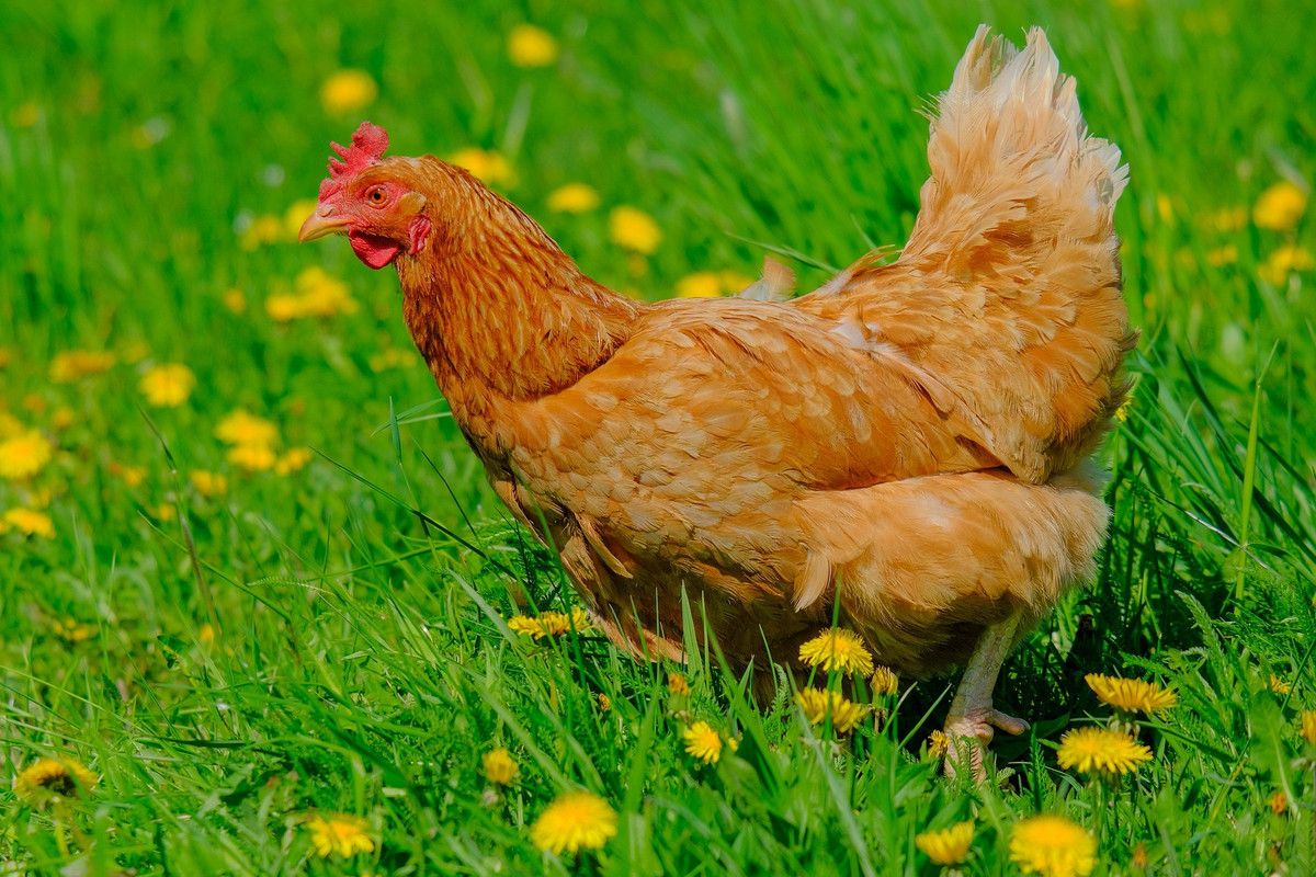 Tuổi Dậu hôm nay được giúp đỡ trong công việc, phúc khí dồi dào. Con giáp dành nhiều thời gian cho công việc kinh doanh của mình, thường xuyên giám sát, đôn đốc, hiệu quả cũng như lợi nhuận sẽ lên nhanh chóng.