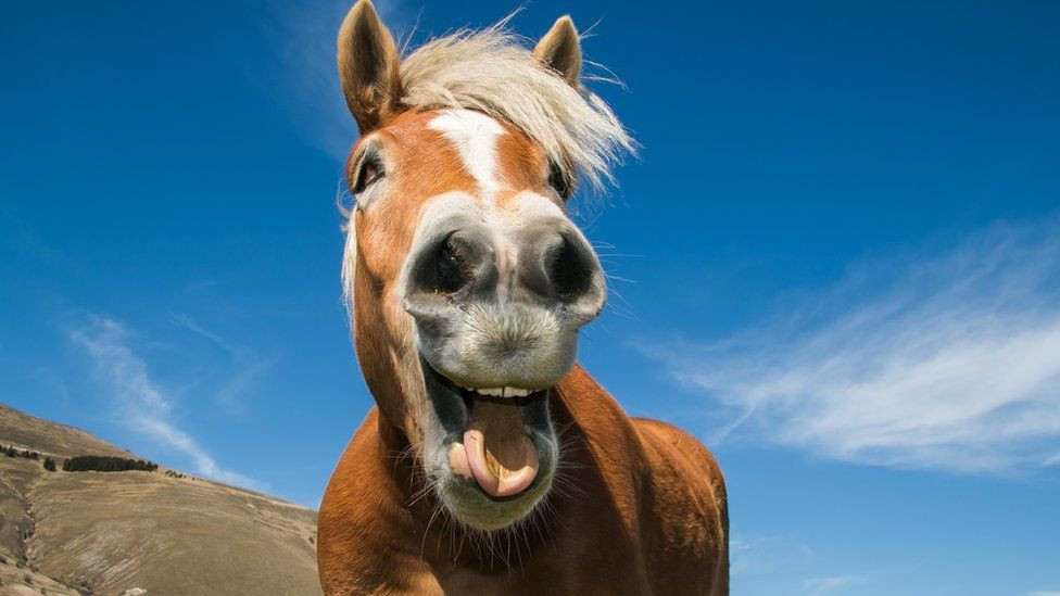 Tuổi Ngọ nắm bắt sở thích, hiểu tâm lý khách hàng, sẽ có được hợp đồng dễ dàng. Trong việc đầu tư, con giáp hãy phân tích một cách lý trí để tránh mắc bẫy đối tác.