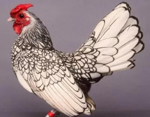 Tuổi Dậu được đồng nghiệp hỗ trợ hết mình, dễ có khả năng thăng tiến. Con giáp hôm nay thấy cơ hội cũng không nên đầu tư, kẻo rất dễ mắc bẫy.