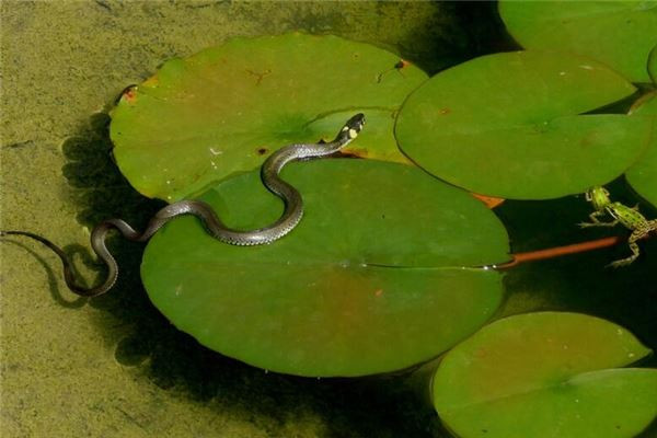 Tuổi Tỵ hãy giữ vững nguyên tắc, đừng để sa đà vào những việc cá nhân, nhờ đó sẽ hoàn thành công việc dễ dàng. Có nhiều thời gian rảnh, con giáp tranh thủ kiếm thêm, thu nhập mang về không nhỏ.