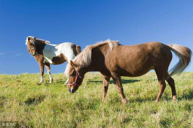 Năm 2021, người tuổi Ngọ sinh năm 1966 gặp phải không ít chuyện phiền lòng. Cuộc sống gia đình không hòa thuận, thường xảy ra tranh cãi vì những vấn đề nhỏ nhặt với bạn đời. Con giáp này cần bình tĩnh, nên nhẫn nhịn. Trong năm Hại Thái Tuế, những việc ngoài dự kiến phát sinh liên tiếp, đặc biệt những người làm nghề lái xe dễ gặp phải tai nạn bất ngờ nên cần tuân thủ luật giao thông, không uống rượu khi lái xe và nên mua bảo hiểm. 