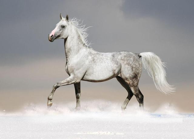 Năm 2021, người tuổi Ngọ sinh năm 2002 dễ mất phương hướng, hoàn toàn không biết nên bắt đầu từ đâu. Năm Hại Thái Tuế, con giáp này vì suốt ngày nói chuyện yêu đương mà thành tích học tập xuống dốc không phanh. (Bài viết chỉ mang tính tham khảo, cung cấp nội dung trắc nghiệm vui cho bạn đọc). 