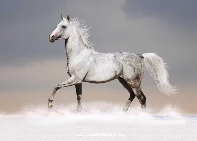 Năm 2021, người tuổi Ngọ sinh năm 2002 dễ mất phương hướng, hoàn toàn không biết nên bắt đầu từ đâu. Năm Hại Thái Tuế, con giáp này vì suốt ngày nói chuyện yêu đương mà thành tích học tập xuống dốc không phanh. (Bài viết chỉ mang tính tham khảo, cung cấp nội dung trắc nghiệm vui cho bạn đọc). 