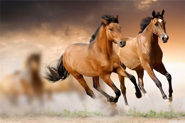 Về tài vận: Năm 2021, do hung tinh tiểu hao phát tác nên tài vận của người tuổi Ngọ lao đao. Con giáp này rất dễ bị mất cắp tiền bạc và tài sản nhưng thiệt hại không quá lớn nên luôn phải cẩn thận trong việc bảo quản, giữ gìn tài sản. Trong năm Hại Thái Tuế, chi phí rất nhiều nên cần chi tiêu có kế hoạch và hợp lý, không nên hoang phí mua sắm những đồ vật xa xỉ, không cần thiết.