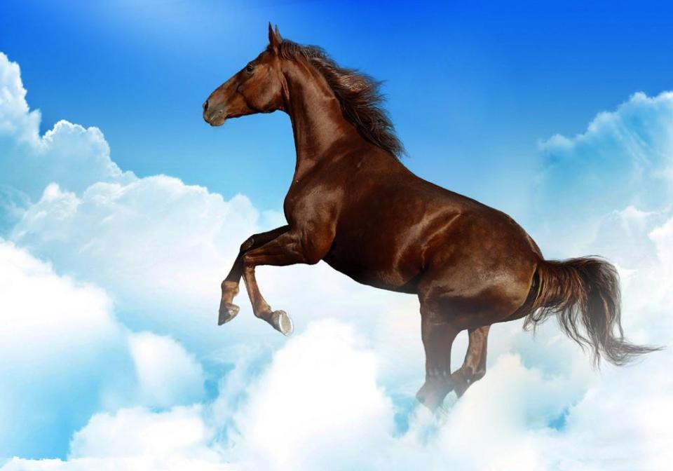 Năm 2021, người tuổi Ngọ bước vào năm “Hại Thái Tuế” và các hung tinh nên sự nghiệp, tài vận, tình cảm, sức khỏe đều không khả quan, gặp nhiều phiền phức, khó khăn, mặc dù cung mệnh có xuất hiện cát tinh “Nguyệt Đức” nhưng cũng chỉ có ảnh hưởng nhỏ. 