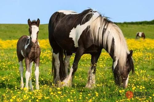 Năm 2021, người tuổi Ngọ sinh năm 1990 phải đau đầu về chuyện tình cảm. Người độc thân bị người mà mình không thích đeo bám, gây nên nhiều phiền phức cho cuộc sống. Người đã kết hôn lại dễ bị nửa kia hiểu nhầm, nếu không có sự giải thích rõ ràng có thể dẫn đến kết quả không tốt. Trong năm Hại Thái Tuế, công việc khó khăn, mọi việc trở nên “rối tung rối mù”, rất khó có khả năng được tăng lương, thậm chí nếu không cẩn thận bị đuổi việc.