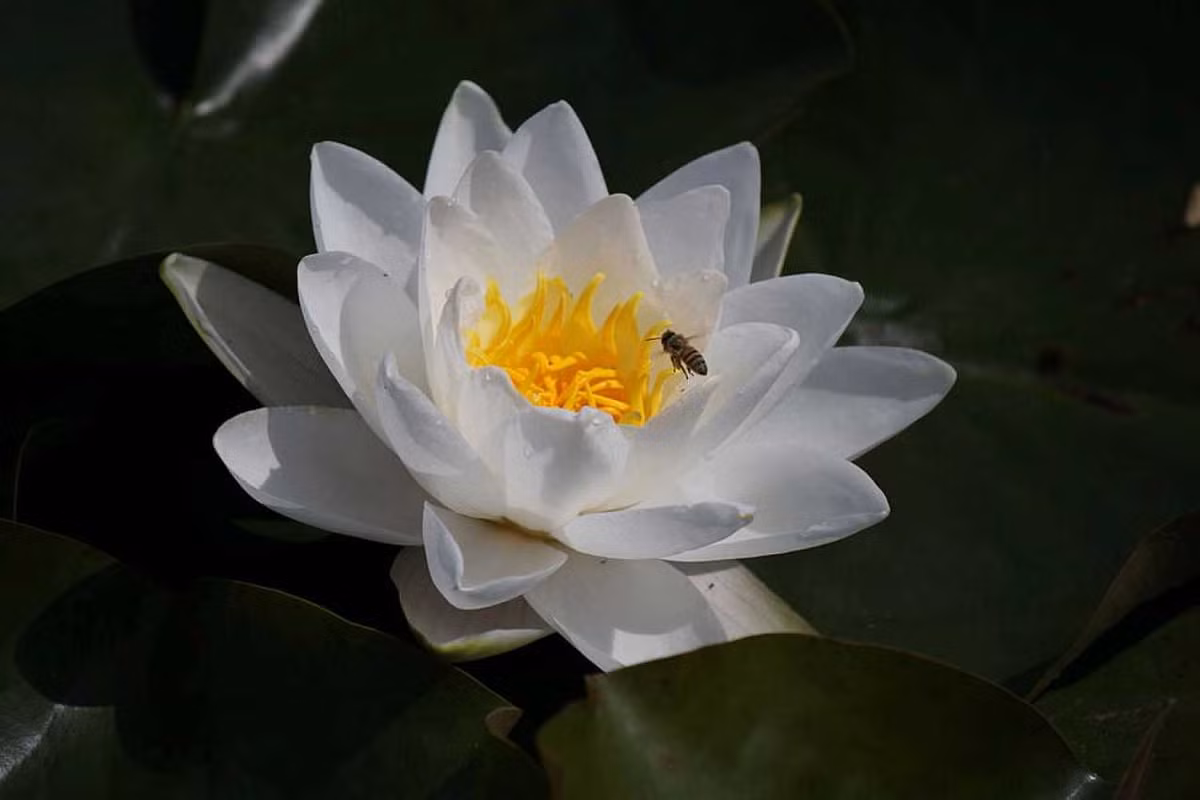 Tuổi Tuất: Công việc: công việc bận rộn khiến tinh thần mệt mỏi. Tài vận: cân nhắc kỹ lưỡng khi mua đầu tư chứng khoán. Tình cảm: không nên nói những lời cay nghiệt, làm tổn thương người mình yêu thương. Ảnh: cd-pa.com.