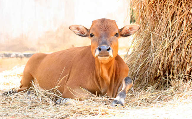 Cũng theo dự đoán cho 12 con giáp, công việc của người tuổi Sửu thuận buồm xuôi gió, được cấp trên khen ngợi. Tài vận: có thêm khoản thu. Tình cảm: có cơ hội tìm được ý trung nhân.