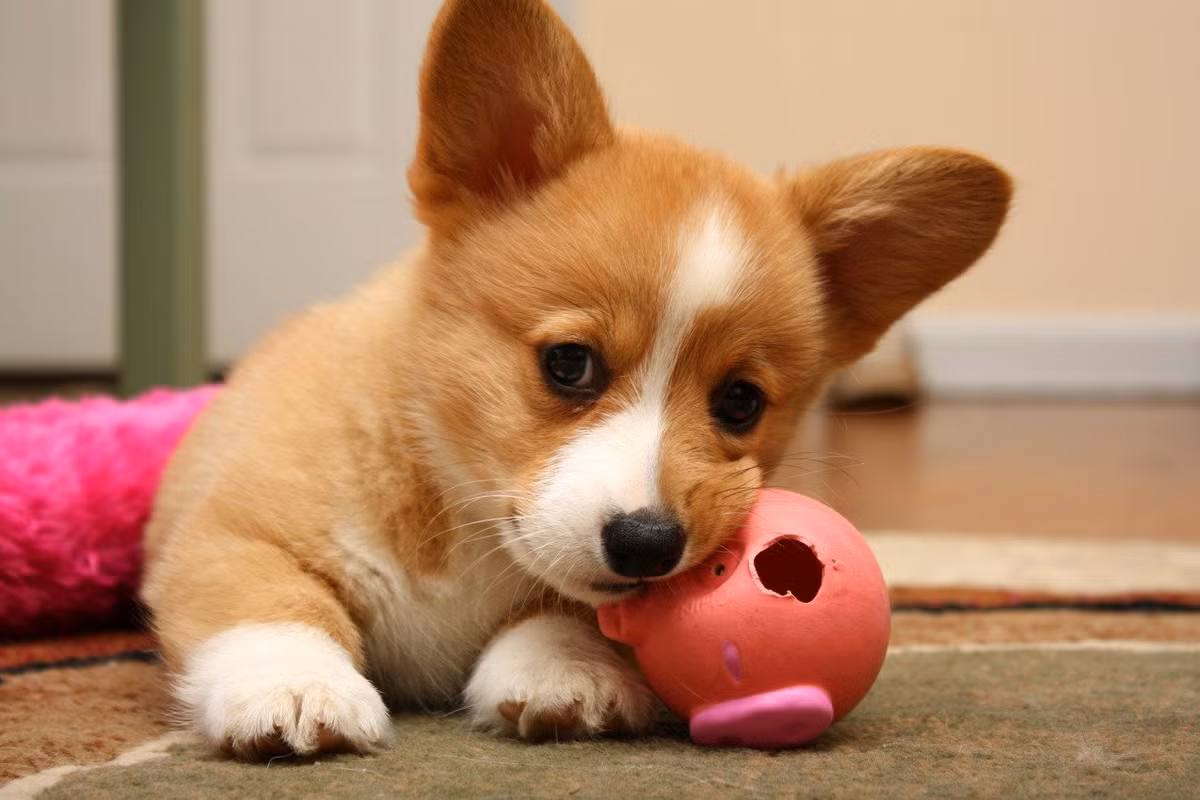 Tuổi Tuất: Công việc: thu được nhiều kết quả tốt trong công việc. Tài vận: nên cố gắng hơn nữa trong việc tìm kiếm các cơ hội cầu tài. Tình cảm: cẩn thận trong lời ăn tiếng nói tránh làm tổn thương nửa kia.