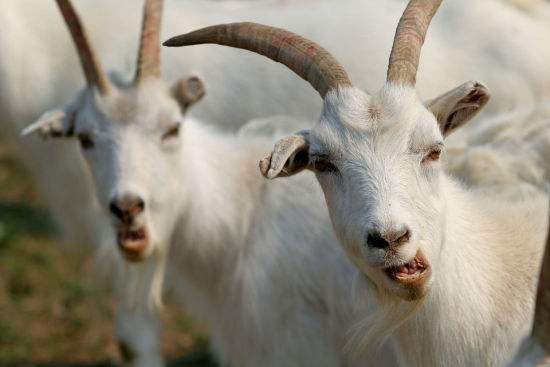 Tuổi Mùi: Sự nghiệp: không suôn sẻ, đề phòng tiểu nhân hãm hại; Tài vận: không tốt, nên biết tiết kiệm tiền bạc; Tình cảm: chuyện tình cảm ổn định.