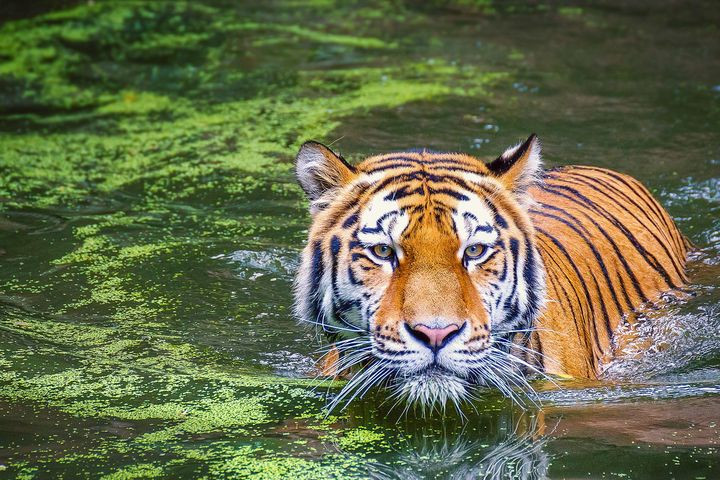 Tuổi Dần công việc phát triển tốt. Tuy nhiên khi gặp khó khăn trở ngại, con giáp hãy cố gắng tự mình giải quyết trước thay vì vội vàng để người khác giúp đỡ. Con giáp có thể sẽ được thưởng về công việc, nếu cần tăng lương, bạn cũng có thể chủ động đề xuất với lãnh đạo.