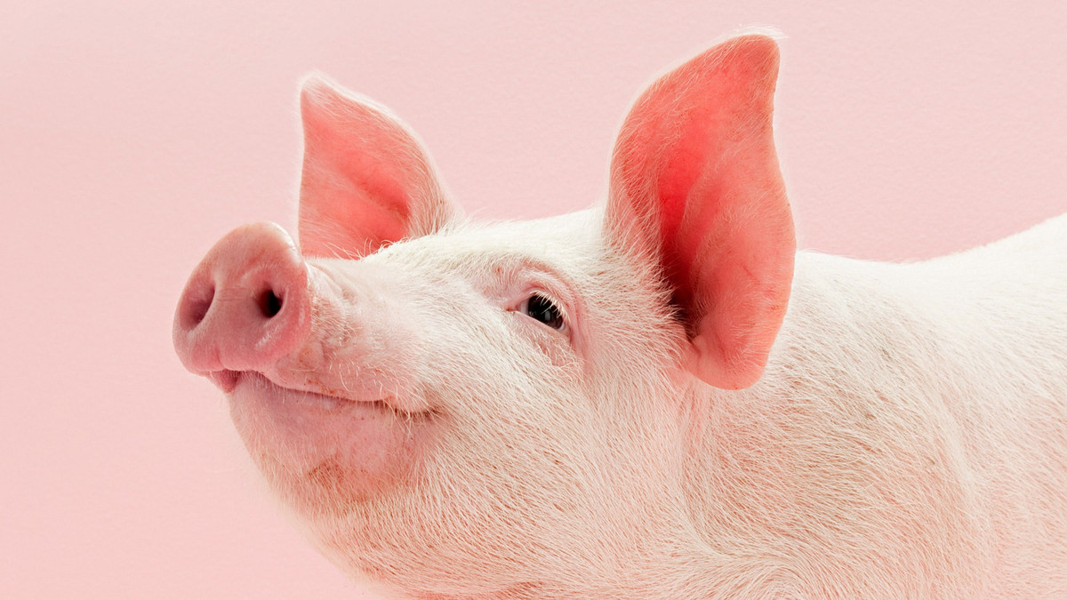 Tuổi Hợi có thể xảy ra một số xích mích khi trao đổi với sếp. Về tài lộc, tuần này các sao của cải bị hãm hại, thu nhập chậm lại, con giáp không nên dốc hầu bao vào đầu tư. (*Thông tin chỉ mang tính chất chiêm nghiệm, trắc nghiệm vui).