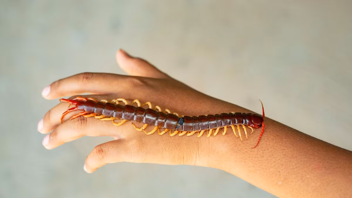 Rết đã tồn tại hơn 400 triệu năm, khiến chúng trở thành một trong những loài động vật có nọc độc lâu đời nhất được biết đến trên Trái đất vẫn còn tồn tại mạnh mẽ tới ngày nay. Ảnh: @Wikipedia.