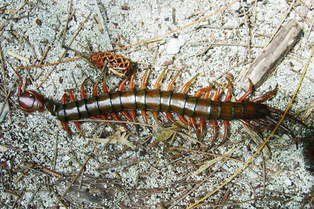 Còn loài rết được phân loại là Chilopoda, được biết đến với hành vi săn mồi, vết cắn có nọc độc và thuộc hệ nhiều chân. Ảnh: @BBC.